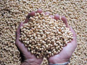 高價囤豆的代價 中國豆企應警惕美方數據陷阱與市場博弈